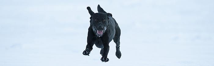 Varför ifrågasätts mina hundars hälsa när svenska jakthundar är friskast? Foto: Oscar Lindvall
