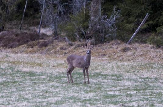 Bilden på sextaggaren togs i våras när det var nästan mörkt. Foto Magnus Rydholm.
